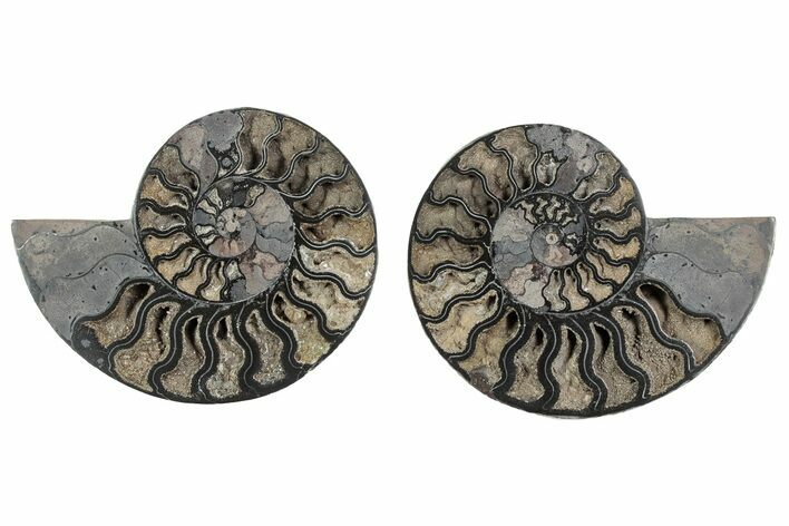 Cut & Polished Ammonite Fossil - Unusual Black Color #241526
